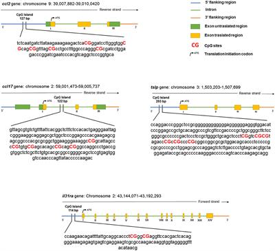 Polyphenols and Cannabidiol Modulate Transcriptional Regulation of Th1/Th2 Inflammatory Genes Related to Canine Atopic Dermatitis